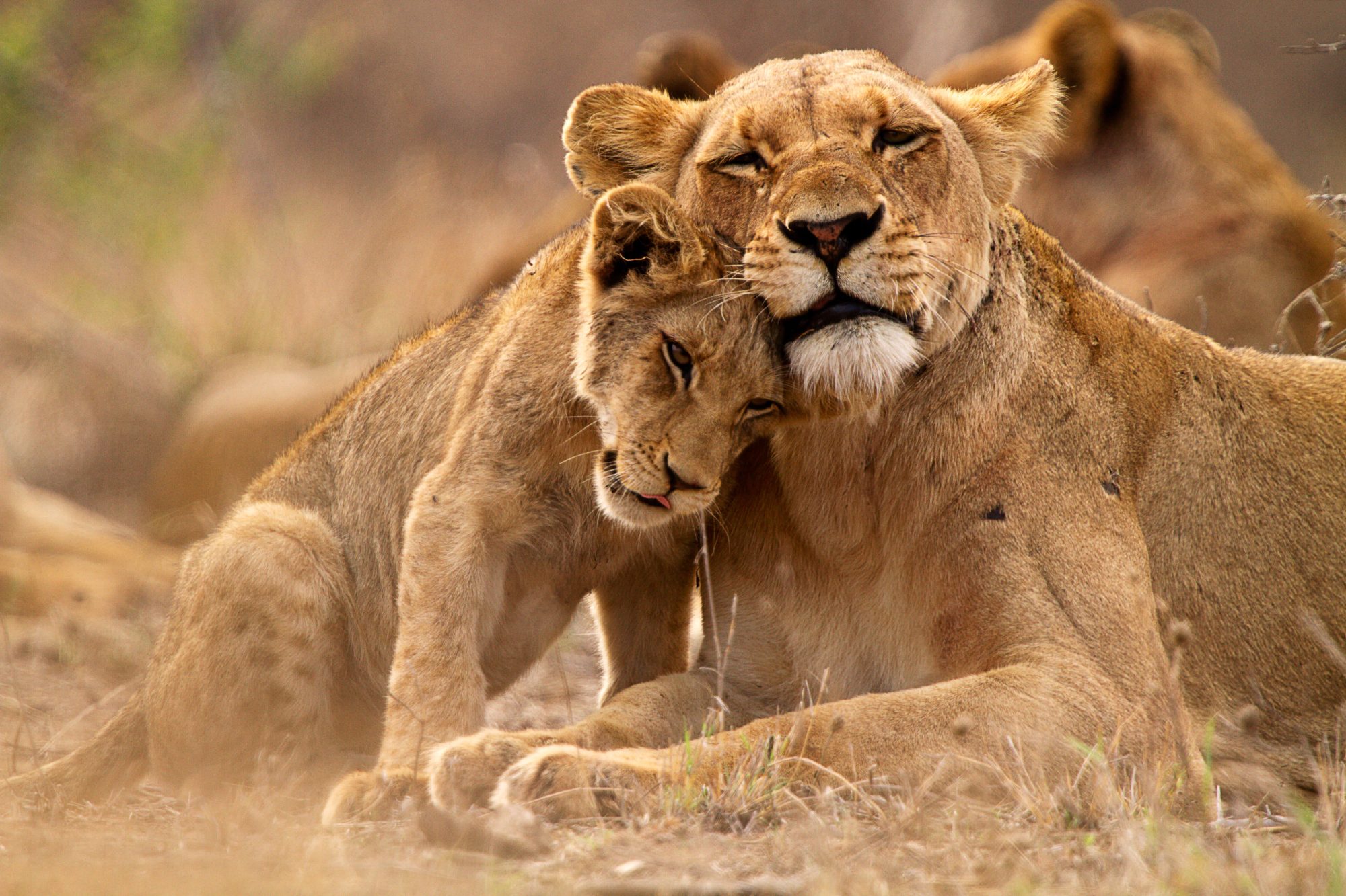 lioness and lion cub in africa