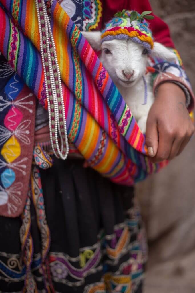 Alpaca being carried on colorful satchel